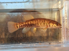 Umbra limi