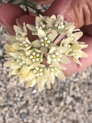 Funastrum hirtellum
