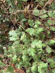 Quercus berberidifolia