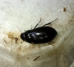 Hydrochara caraboides