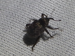 Chalcodermus collaris