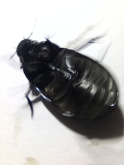 Hydrochara caraboides