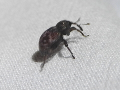 Chalcodermus collaris