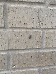 Coleoptera