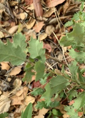 Quercus berberidifolia
