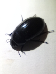 Hydrochara caraboides