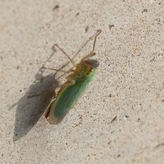 Cicadella