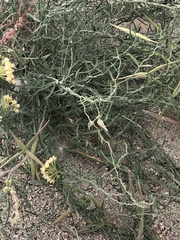 Funastrum hirtellum
