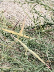 Funastrum hirtellum