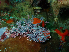 Amphiroa