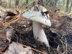 Amanita hygroscopica