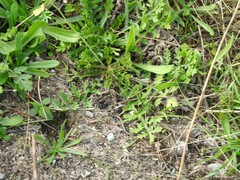 Diplotaxis catholica