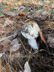 Amanita hygroscopica