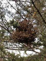 Chrysomyxa arctostaphyli