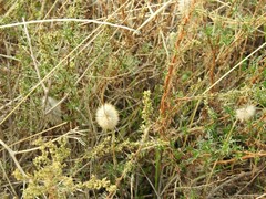 Trifolium angustifolium