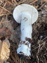Amanita hygroscopica