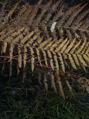 Osmundastrum cinnamomeum