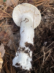 Amanita hygroscopica