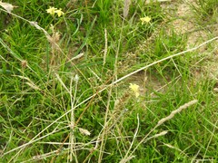 Diplotaxis catholica