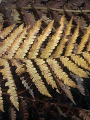 Osmundastrum cinnamomeum