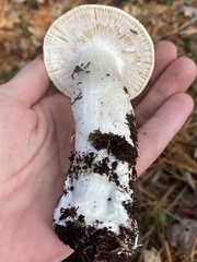 Amanita hygroscopica