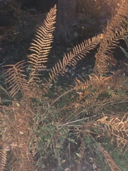 Osmundastrum cinnamomeum