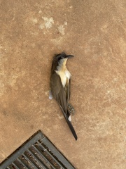 Coccyzus melacoryphus