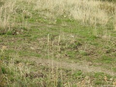 Dactylis glomerata hispanica