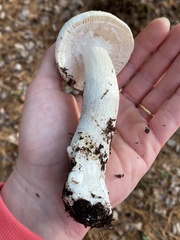 Amanita hygroscopica