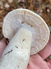 Amanita hygroscopica