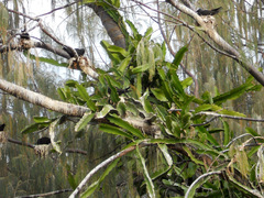 Cissus quadrangularis quadrangularis