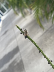 Apis mellifera