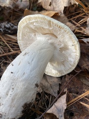 Amanita hygroscopica