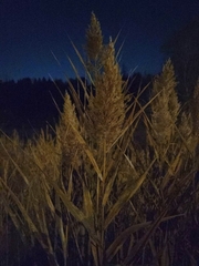 Phragmites australis australis