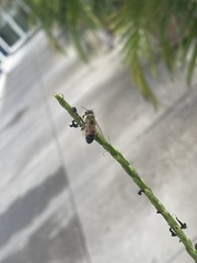 Apis mellifera