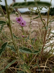 Sphaeralcea angustifolia
