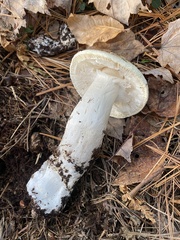 Amanita hygroscopica