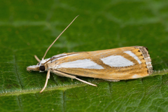Catoptria permutatellus
