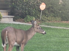 Odocoileus virginianus
