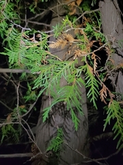 Thuja occidentalis