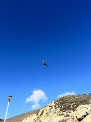 Cathartes aura