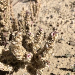 Halogeton glomeratus