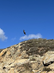 Cathartes aura
