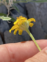 Heliopsis anomala