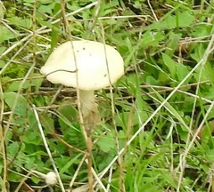 Stropharia coronilla
