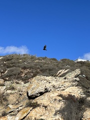Cathartes aura