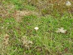Stropharia coronilla