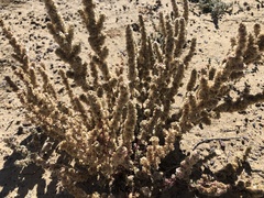 Halogeton glomeratus