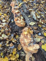 Laetiporus sulphureus