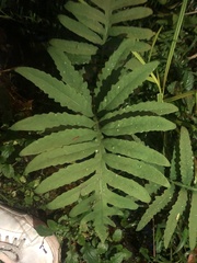 Onoclea sensibilis